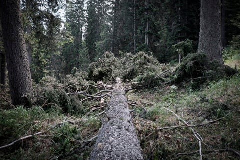 Masbedo – Sinfonia